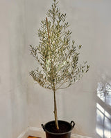 Olea europaea ‘Tolleys upright’ - Plant Daddy