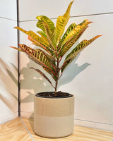 Ombré Ceramic Pot - Plant Daddy