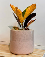 Ombré Ceramic Pot - Plant Daddy