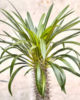 Pachypodium lamerei (Madagascar palm) - Plant Daddy