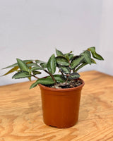 Pellionia repens (Watermelon Begonia) - Plant Daddy