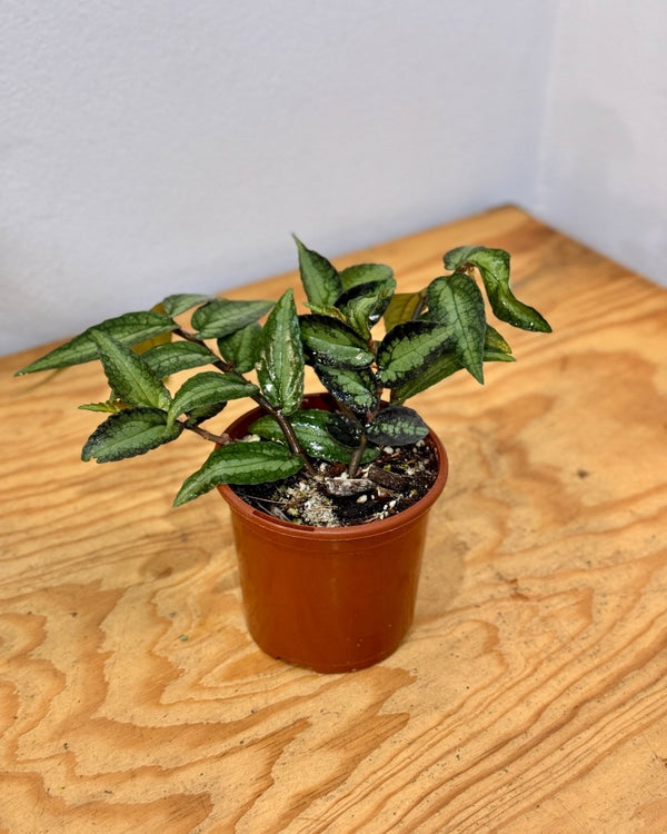 Pellionia repens (Watermelon Begonia) - Plant Daddy