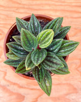 Peperomia caperata ‘Rosso’ - Plant Daddy