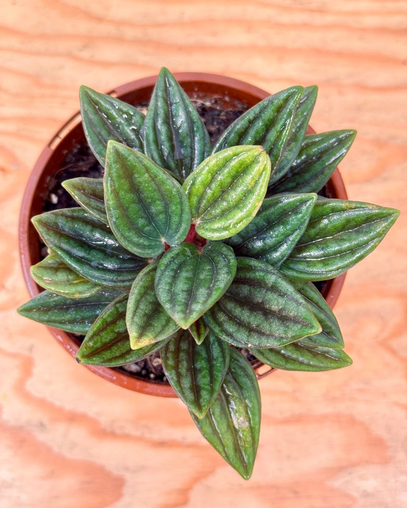 Peperomia caperata ‘Rosso’ - Plant Daddy