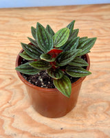 Peperomia caperata ‘Rosso’ - Plant Daddy