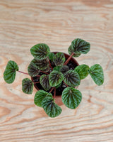 Peperomia caperata ‘Variegata’ - Plant Daddy