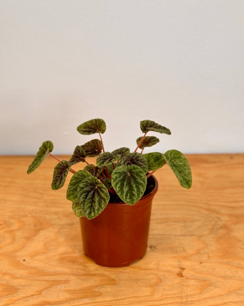 peperomia caperata variegata Grown in Sydney