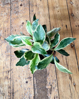 Peperomia clusiifolia ‘Jelly’ - Plant Daddy