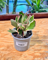 Peperomia clusiifolia ‘Jelly’ - Plant Daddy