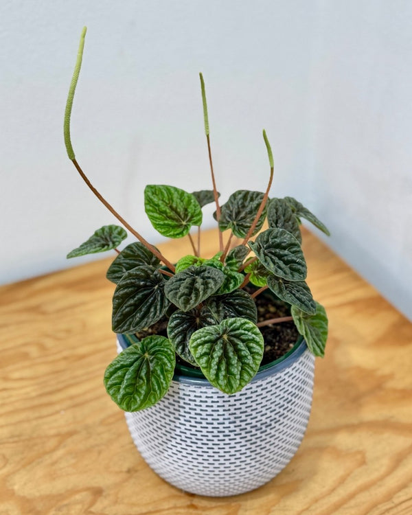 Peperomia 'Emerald Ripple' - Plant Daddy