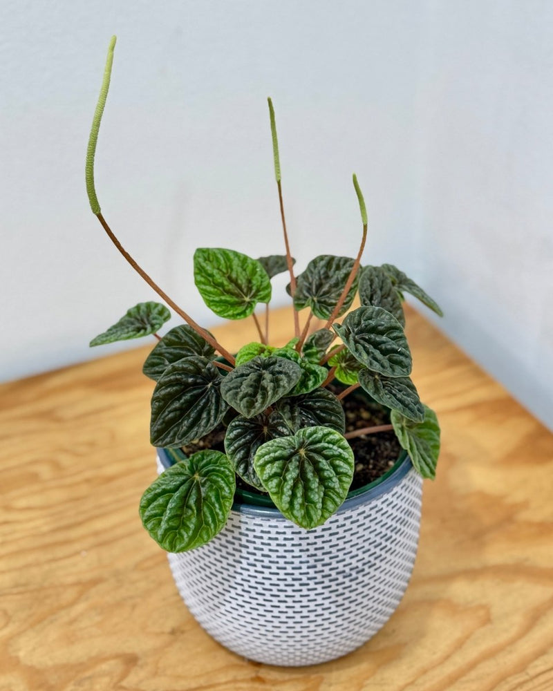 Peperomia 'Emerald Ripple' - Plant Daddy