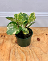 Peperomia ‘Golden Gate’ - Plant Daddy