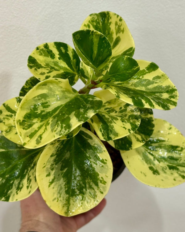 Peperomia ‘Green and Gold' - Plant Daddy