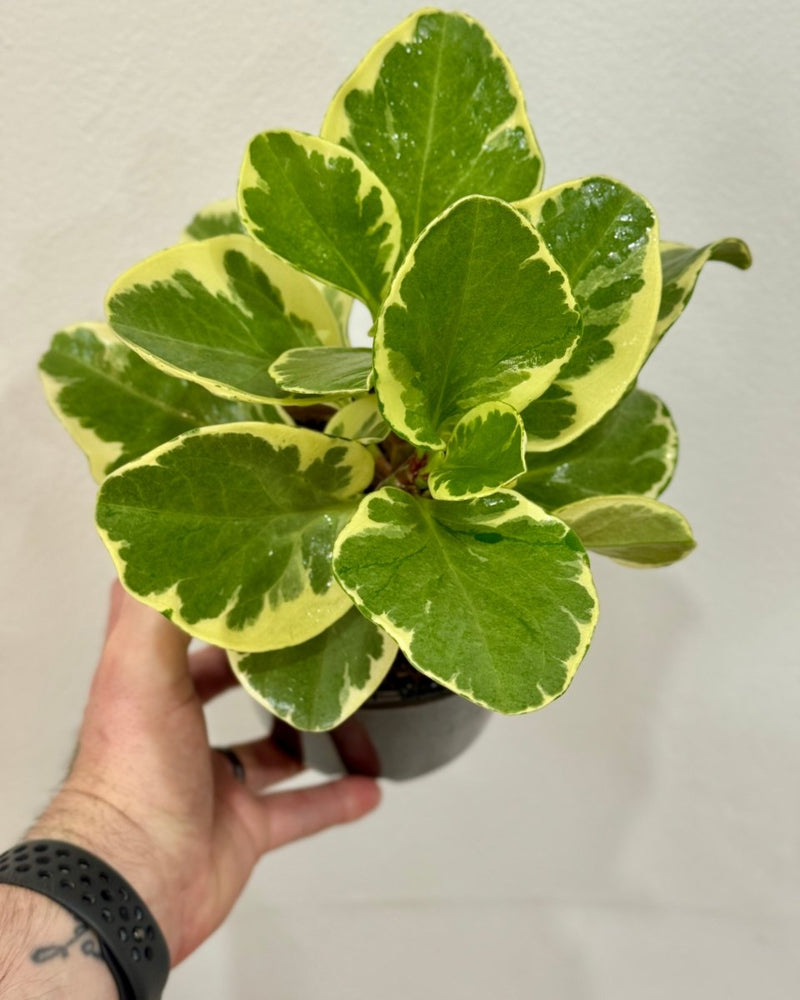 Peperomia obtusifolia ‘Albo - marginata’ - Plant Daddy