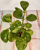 Peperomia obtusifolia ‘Marble’ - Plant Daddy