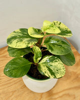 Peperomia obtusifolia ‘Marble’ - Plant Daddy
