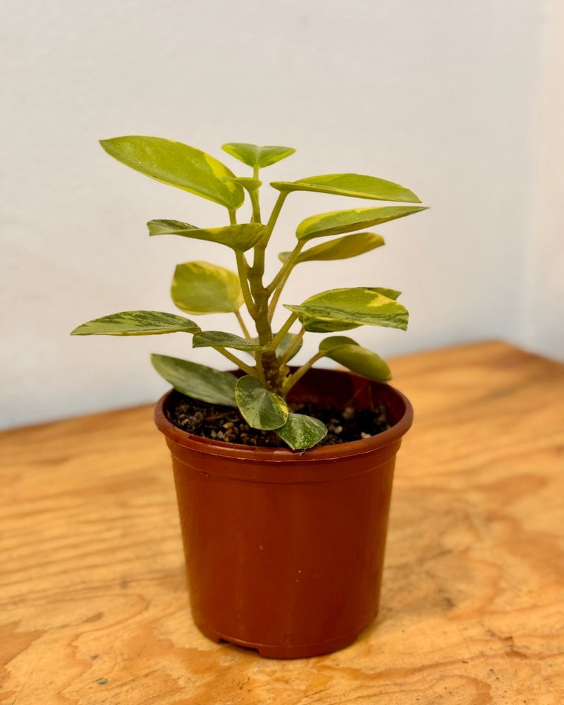 peperomia orba variegata Peperomia orba 'Variegata'