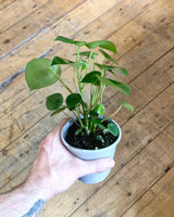 Peperomia polybotrya (Coin Leaf) - Plant Daddy