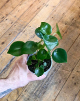 Peperomia polybotrya (Coin Leaf) - Plant Daddy