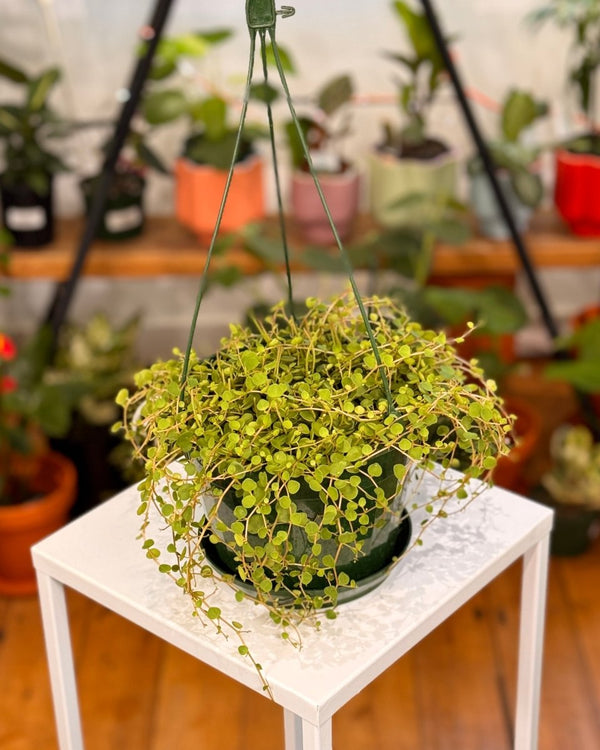 Peperomia rotundifolia (Trailing Jade) - Plant Daddy