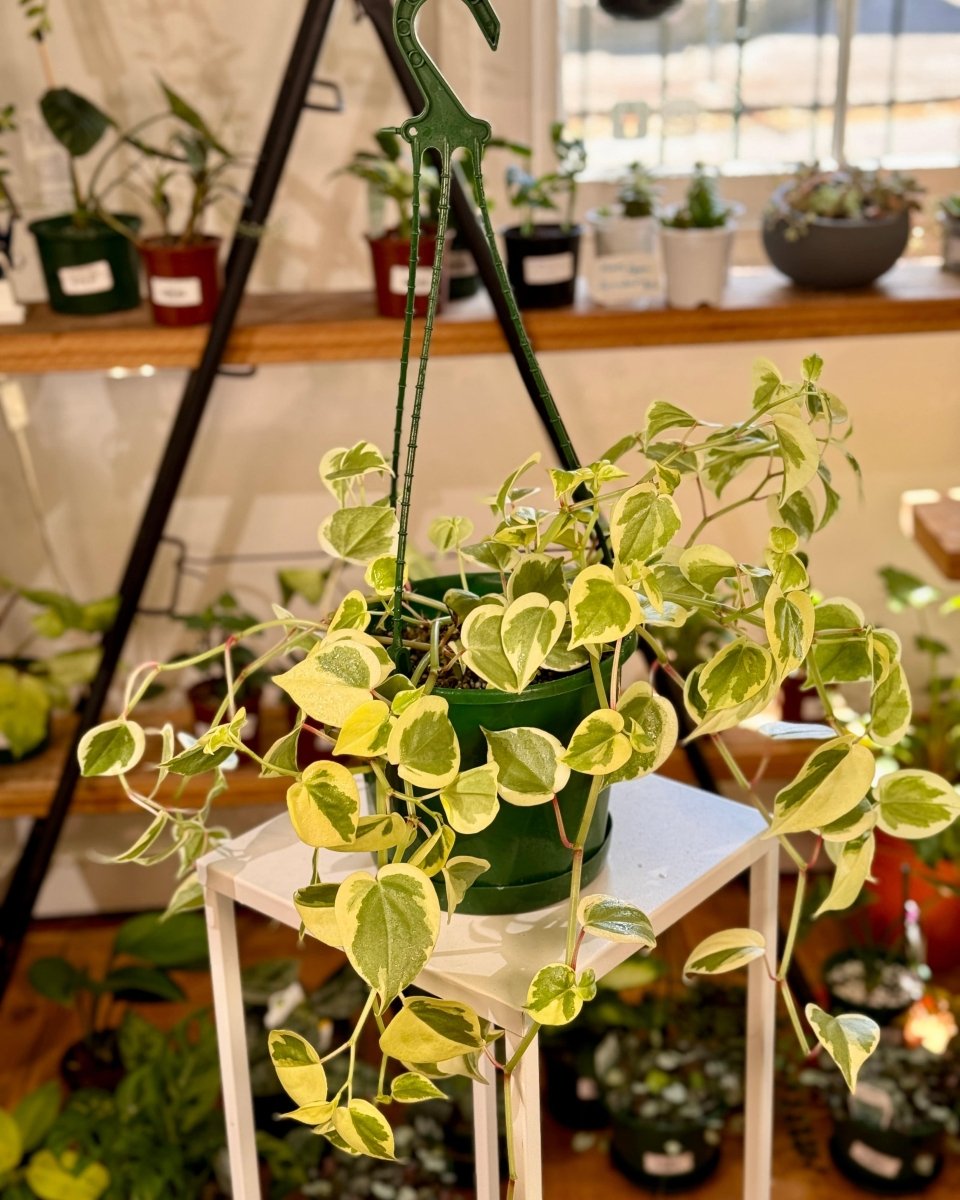 peperomia scandens variegata Peperomia scandens 'Variegata' – Variegated Cupid Peperomia
