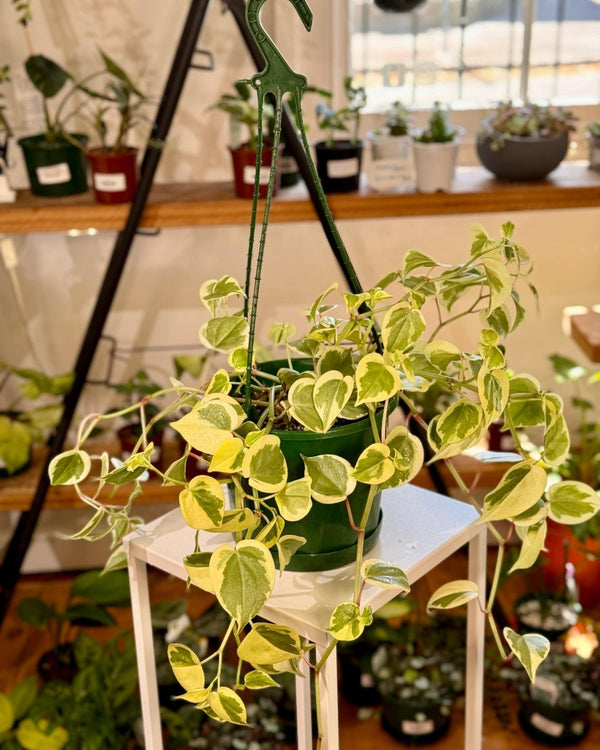 Peperomia scandens ‘Variegata’ - Plant Daddy