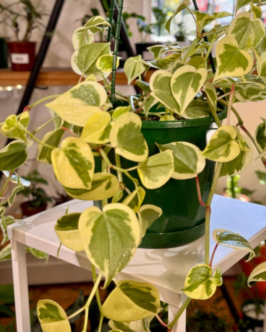 pothos cupid Peperomia scandens 'Variegata' – Variegated Cupid Peperomia
