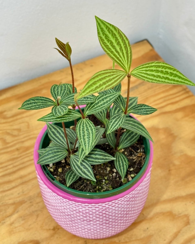 Peperomia tetragona (Parallel Peperomia) - Plant Daddy