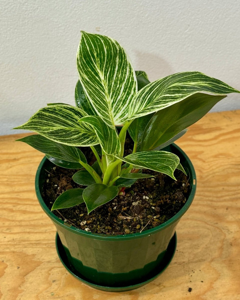 philodendron birkin misting Philodendron 'Birkin'