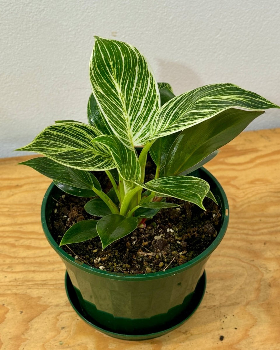 soil for philodendron birkin Philodendron 'Birkin'