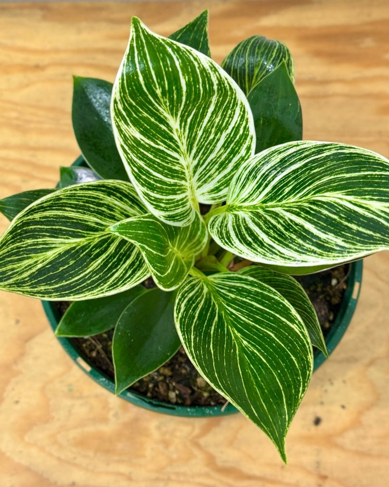 trend philodendron birkin Philodendron 'Birkin'