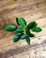 Philodendron ‘Congo Apple’ - Plant Daddy