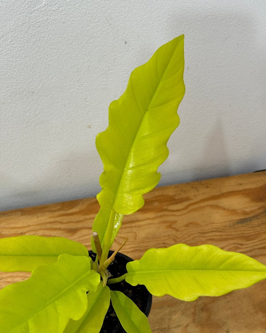 philodendron golden saw Philodendron 'Golden Saw'