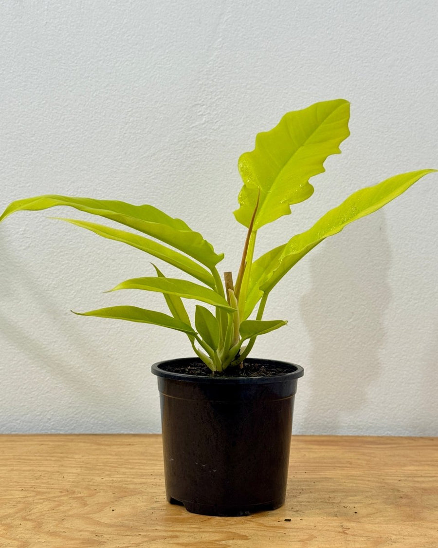 Philodendron 'Golden Saw'