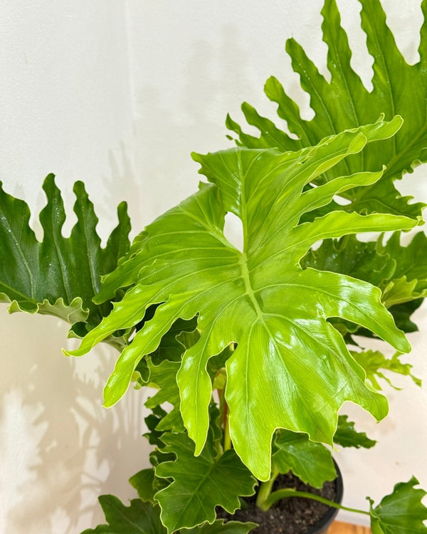 Philodendron 'Hope' (Tree Philodendron) - Plant Daddy