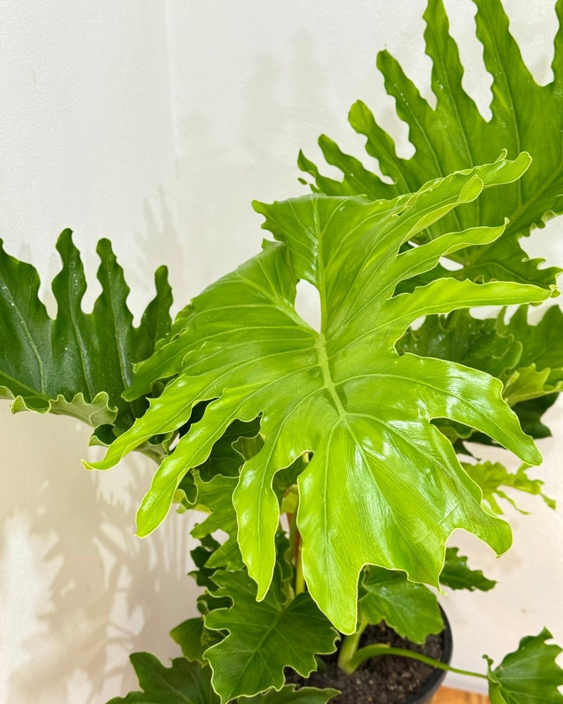 Philodendron 'Hope' (Tree Philodendron) - Plant Daddy