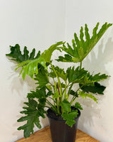 Philodendron 'Hope' (Tree Philodendron) - Plant Daddy