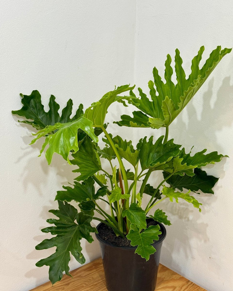 Philodendron 'Hope' (Tree Philodendron) - Plant Daddy