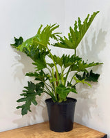 Philodendron 'Hope' (Tree Philodendron) - Plant Daddy