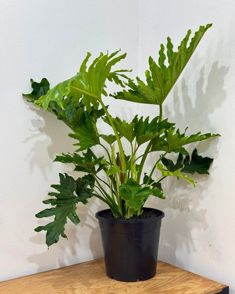 Philodendron 'Hope' (Tree Philodendron) - Plant Daddy