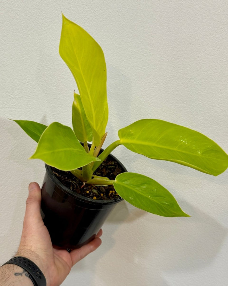philodendron imperial gold care Philodendron 'Imperial Gold'