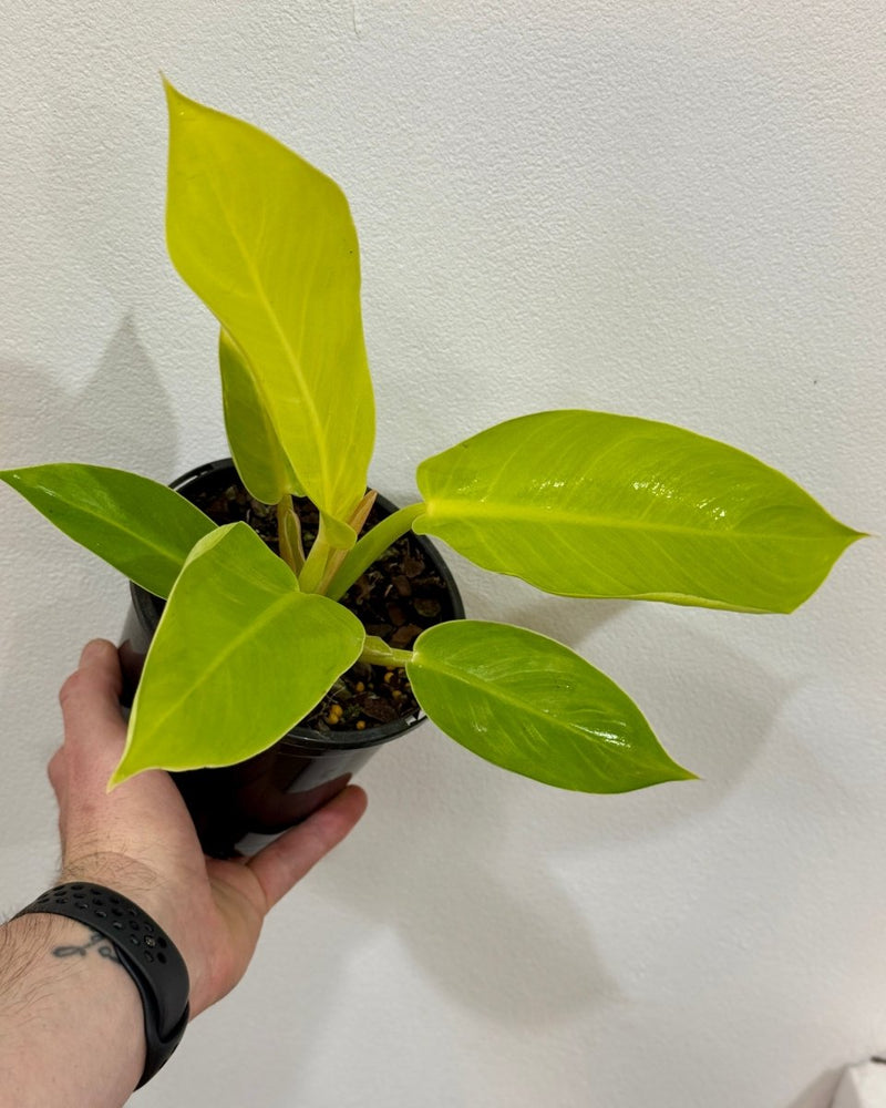 philodendron imperial golden Philodendron 'Imperial Gold'