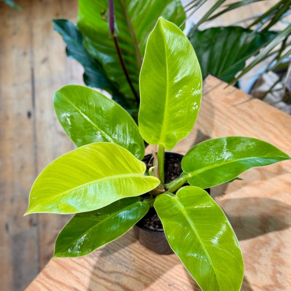 philodendron imperial golden Philodendron 'Imperial Gold'