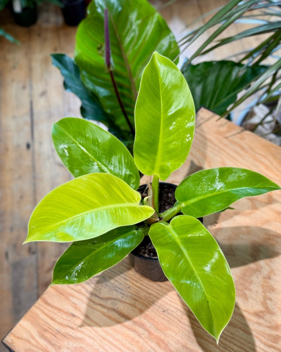 philodendron imperial gold vs moonlight Philodendron 'Imperial Gold'