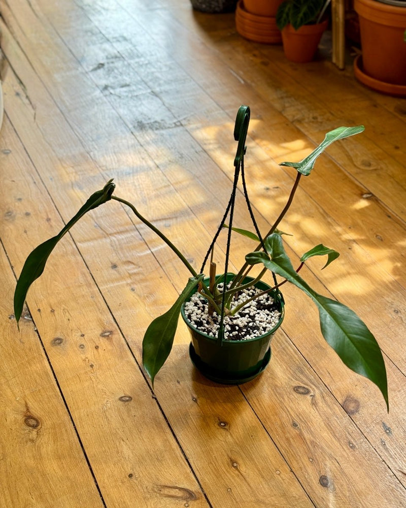 Philodendron joepii - Plant Daddy