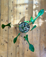 Philodendron joepii - Plant Daddy