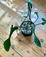 Philodendron joepii - Plant Daddy