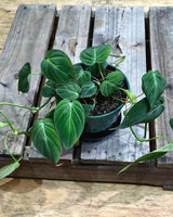 Philodendron micans - Plant Daddy