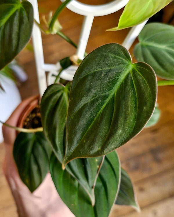 Philodendron micans - Plant Daddy