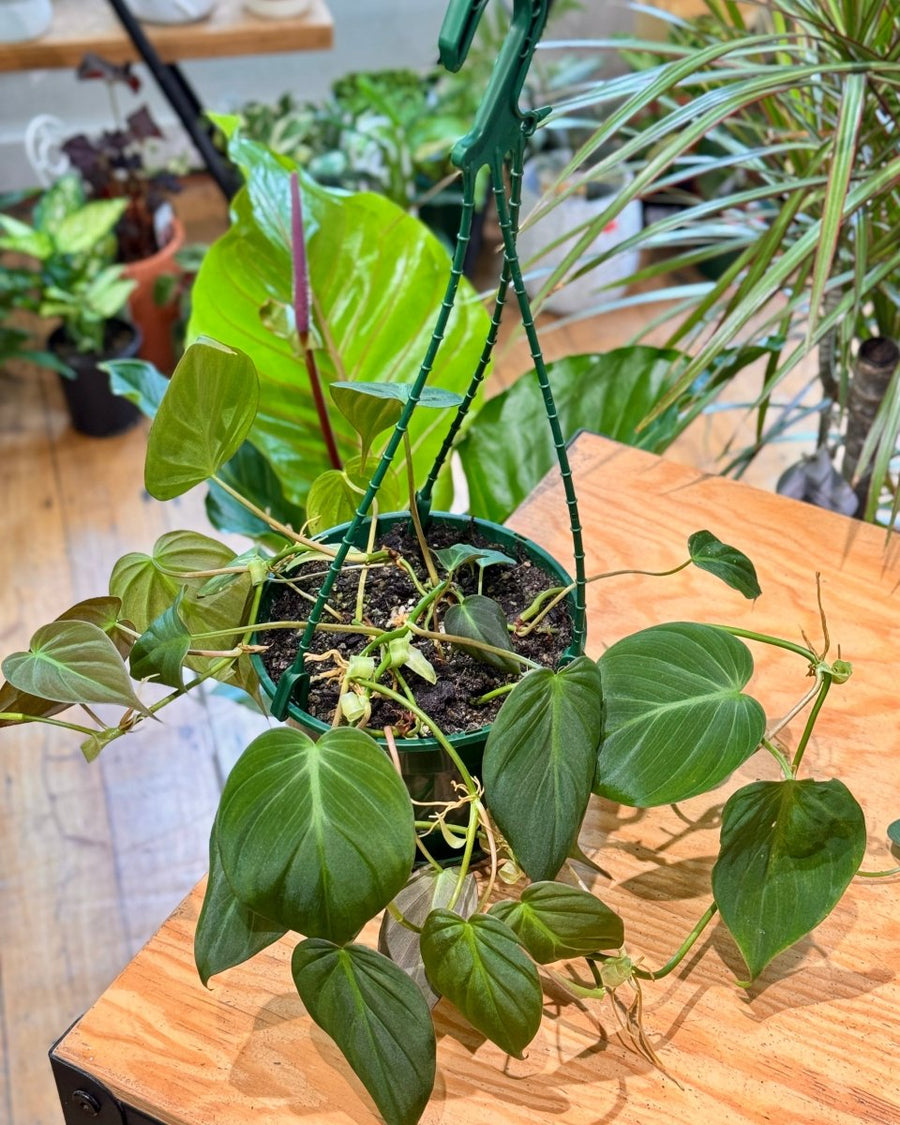 philodendron micans pet safe Philodendron micans